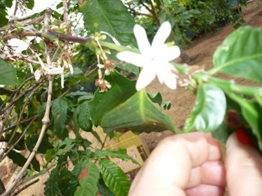 Florada do nosso pé de café