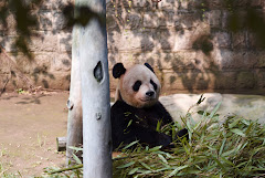 Panda Bear at the Chongqing Zoo