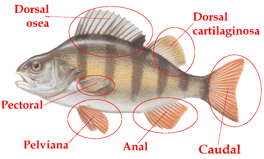 FUNCIONES DE LOS PECES funciones de los peces: