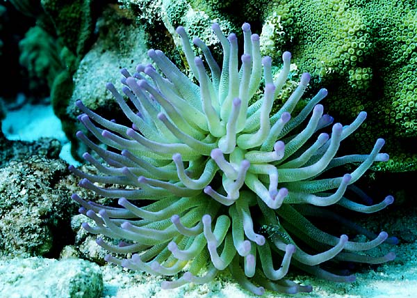 Gambar Dalam Laut