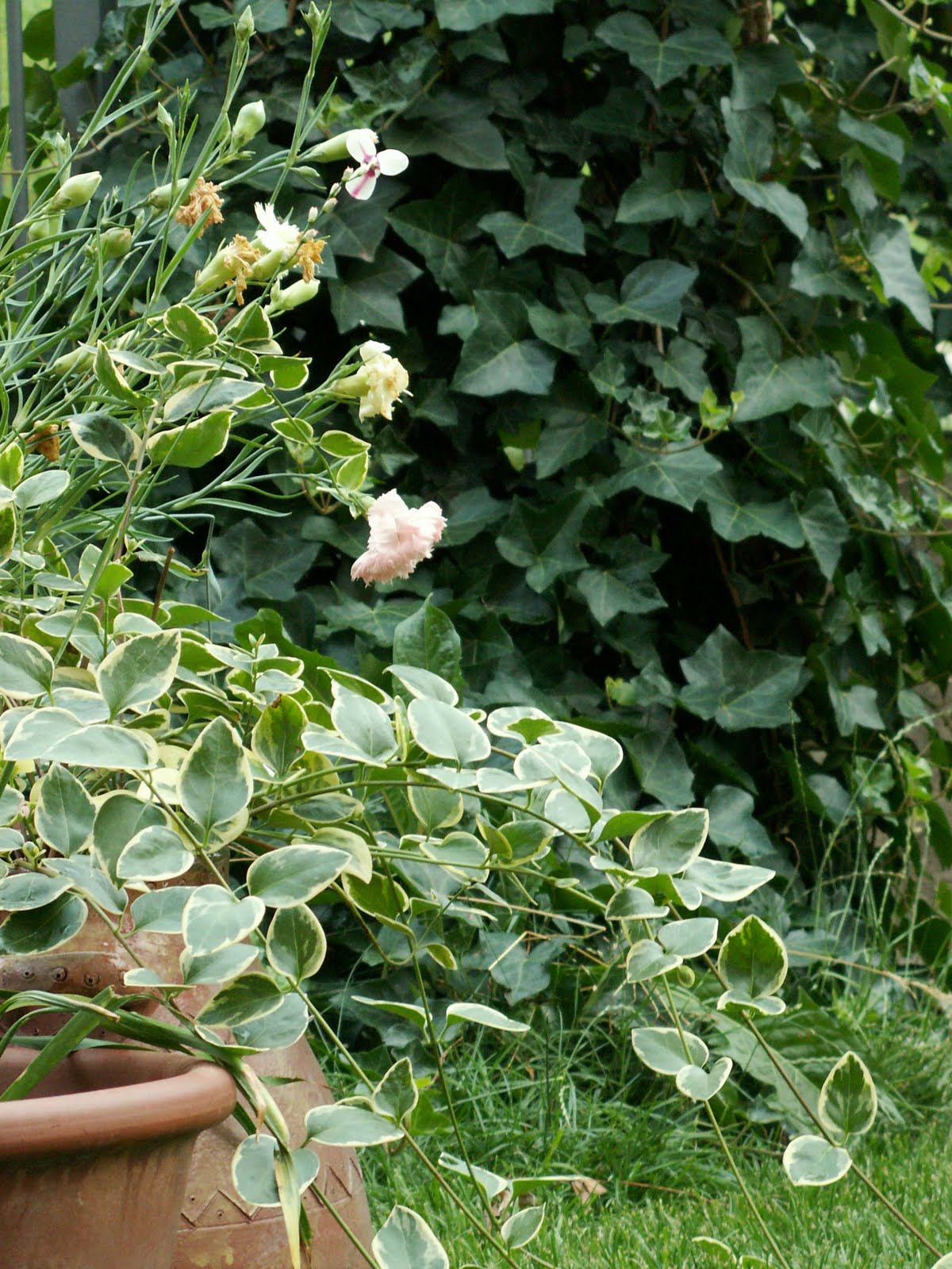 Cottage Garden Flowers