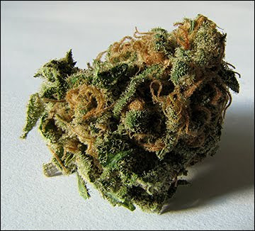 cannabis+bud.jpg