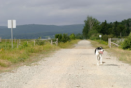 Daisy takes a walk