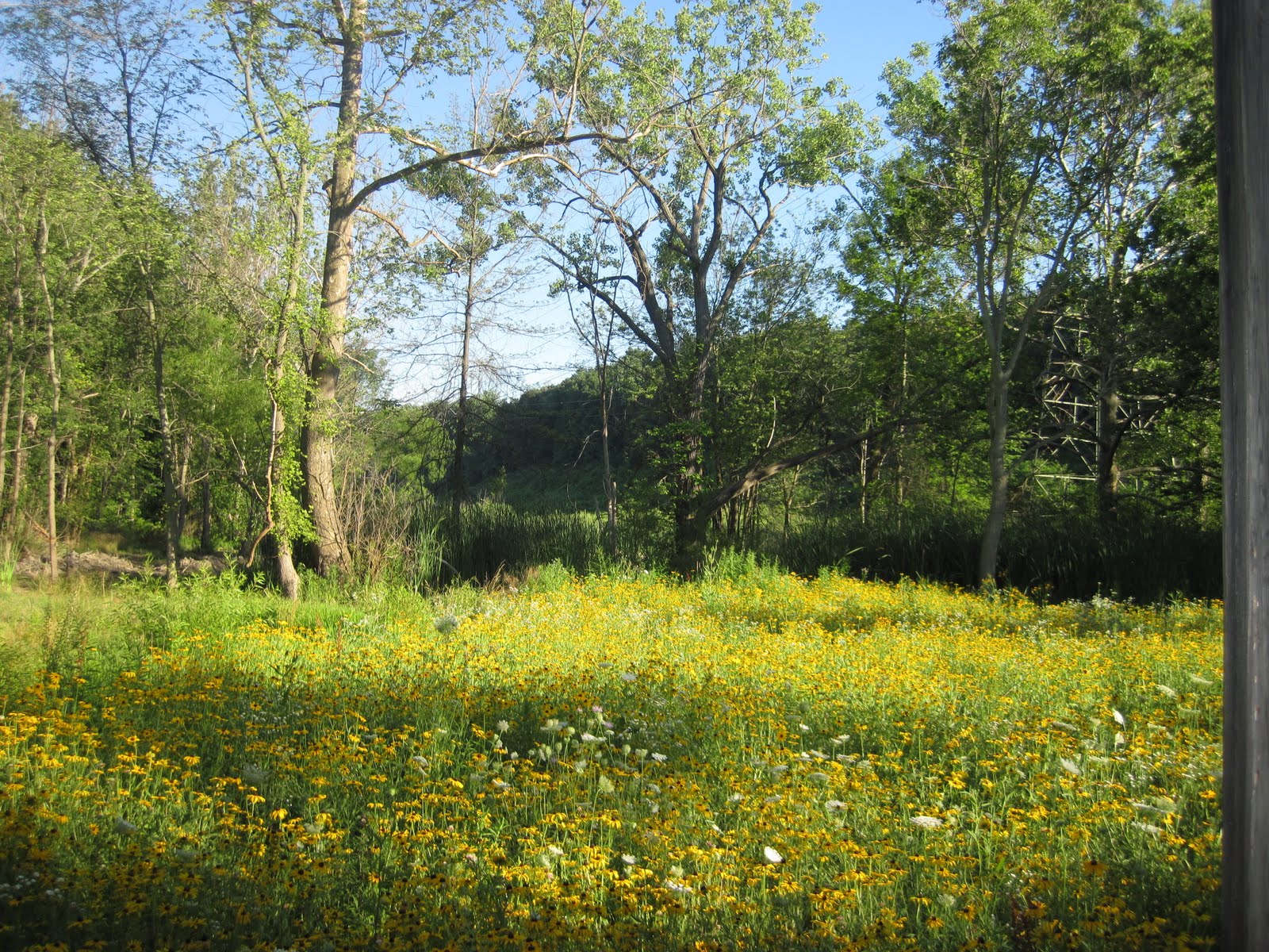 beautiful meadow pictures