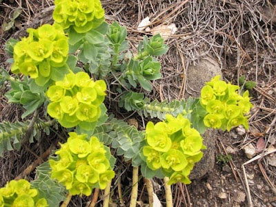 a wild yellow green succulent flower