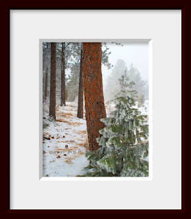A framed photo of chilling and frigid arctic air envelopes the tiny fir tree in a northern Colorado pine forest.