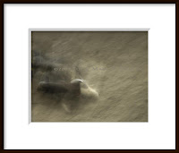 dream like image of buffalo rolling in dirt