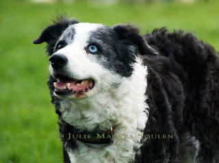 One of the frisbee dogs that performed at the county fair. 