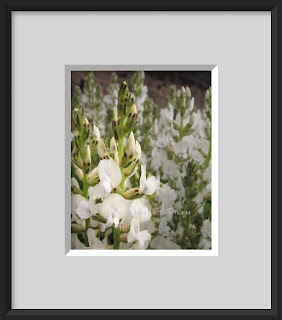 The delicate spires of white blossoms of the locoweed plant.