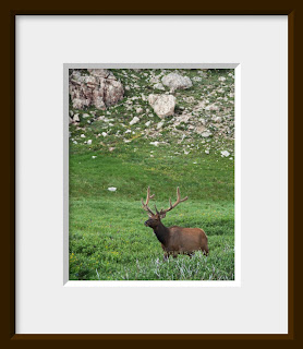 Bull elk in alpine meadow in Rocky Mountain National Park, Colorado.