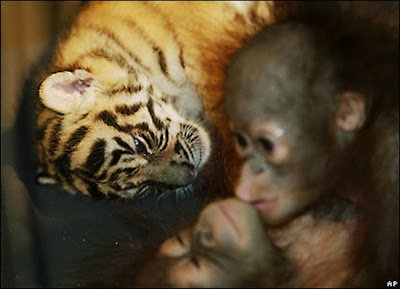 Tiger cub kissing Orangutans