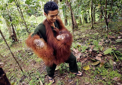 Orangutans clinging to a man