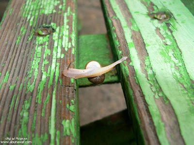 Crash course from snail_myfpf.blogspot.com