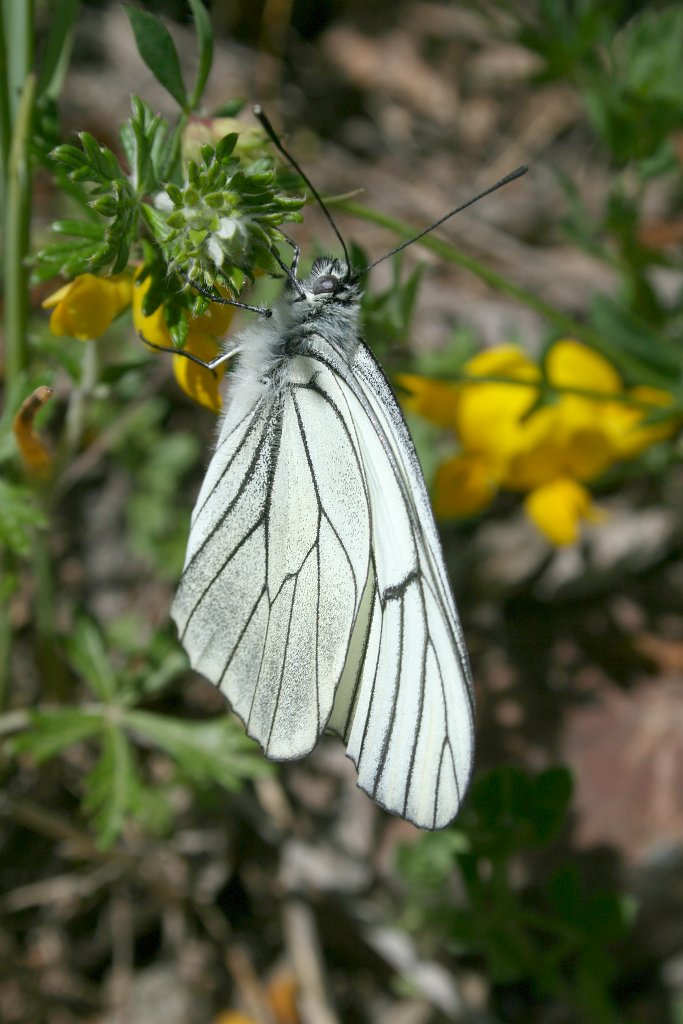 [papallona_blanca.jpg]