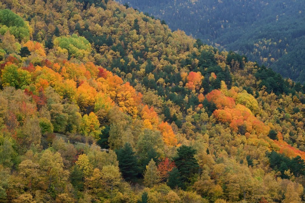 [bosc.jpg]