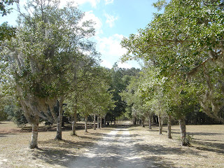 allee at Hampton Plantation
