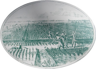 slaves cultivating rice fields