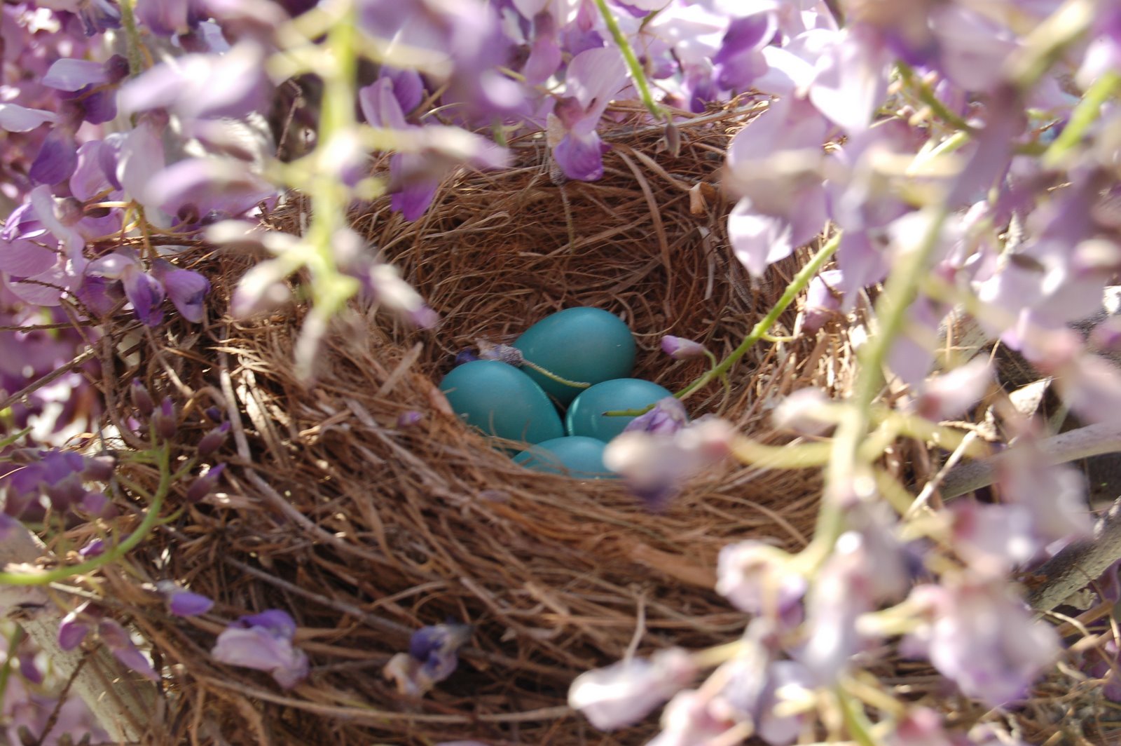 [robin+eggs+in+wisteria+3.JPG]