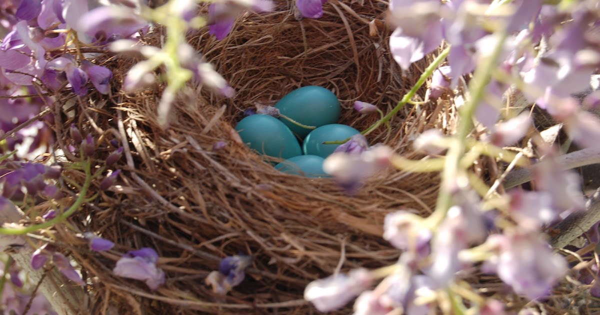 Marsha Mpressions: Why do Red Robins lay blue eggs?