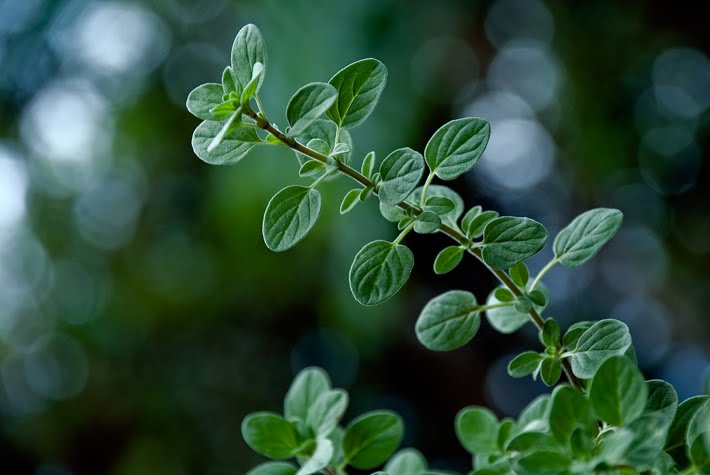 Orégano (origanum vulgare)