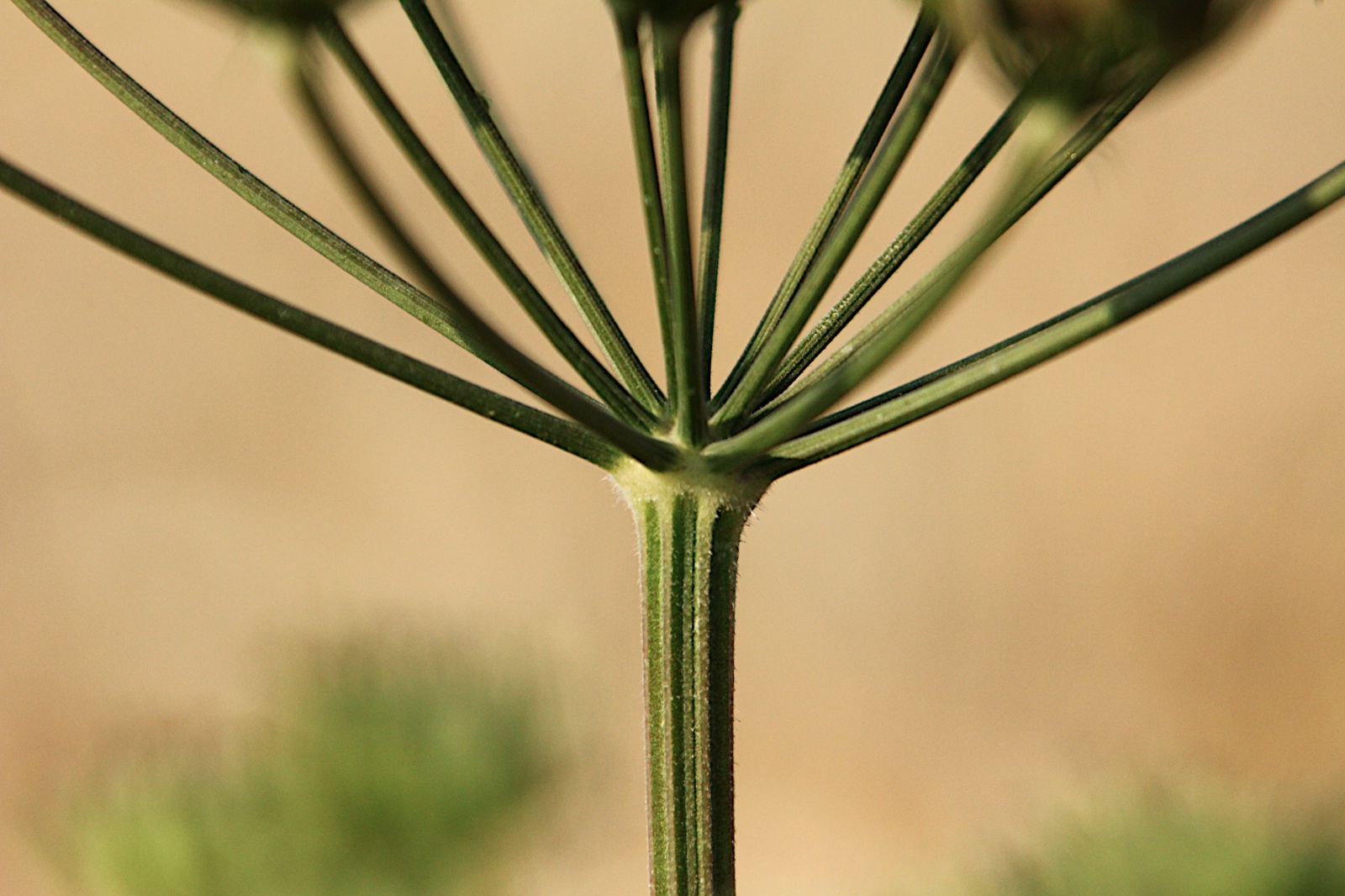 justamomentpixels Natural Structure a strong construction