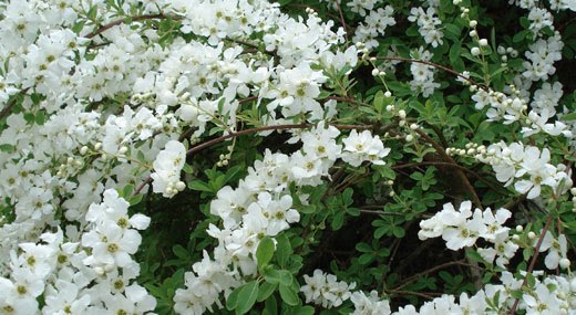 buske vita blommor