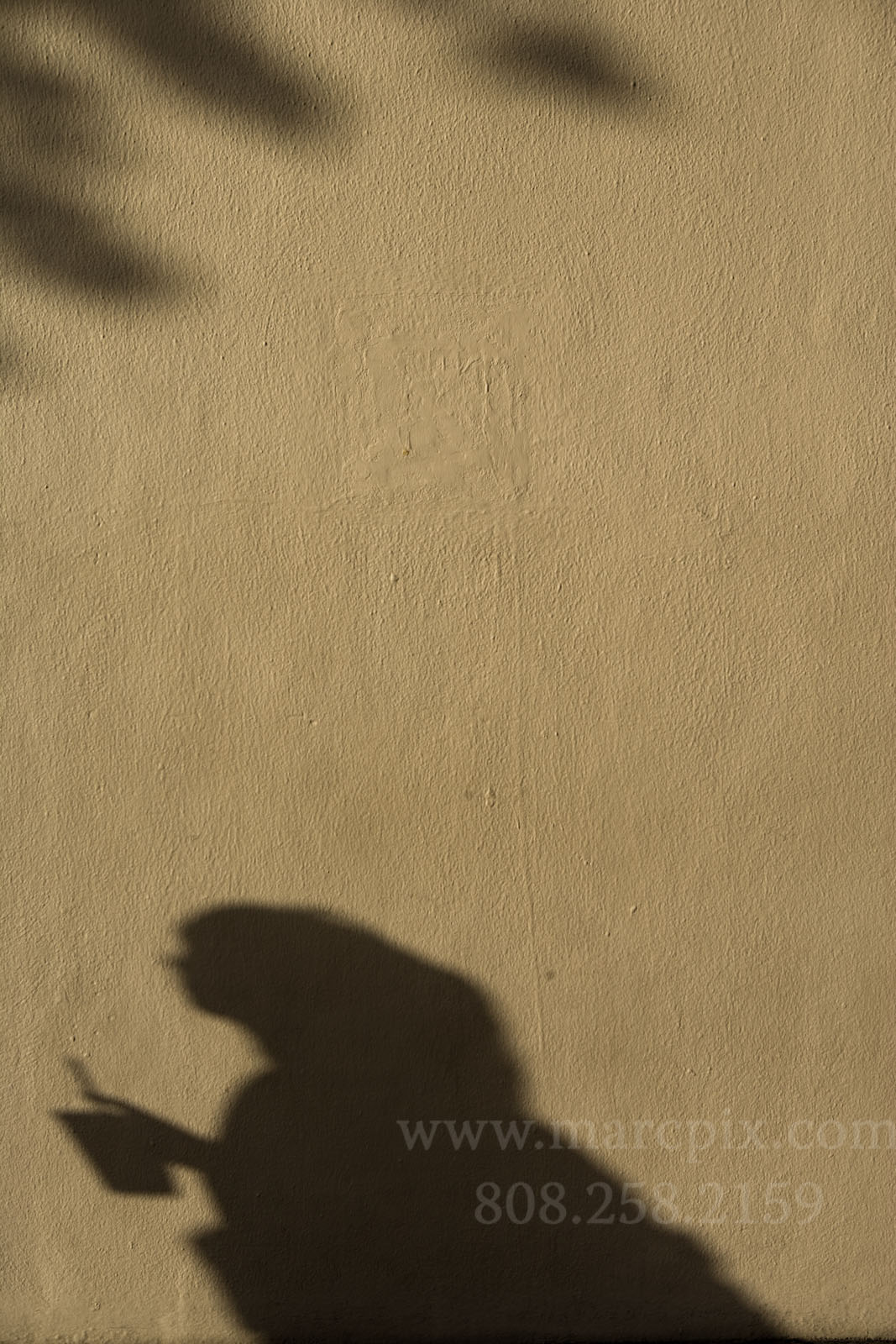[shadows+6.jpg]
