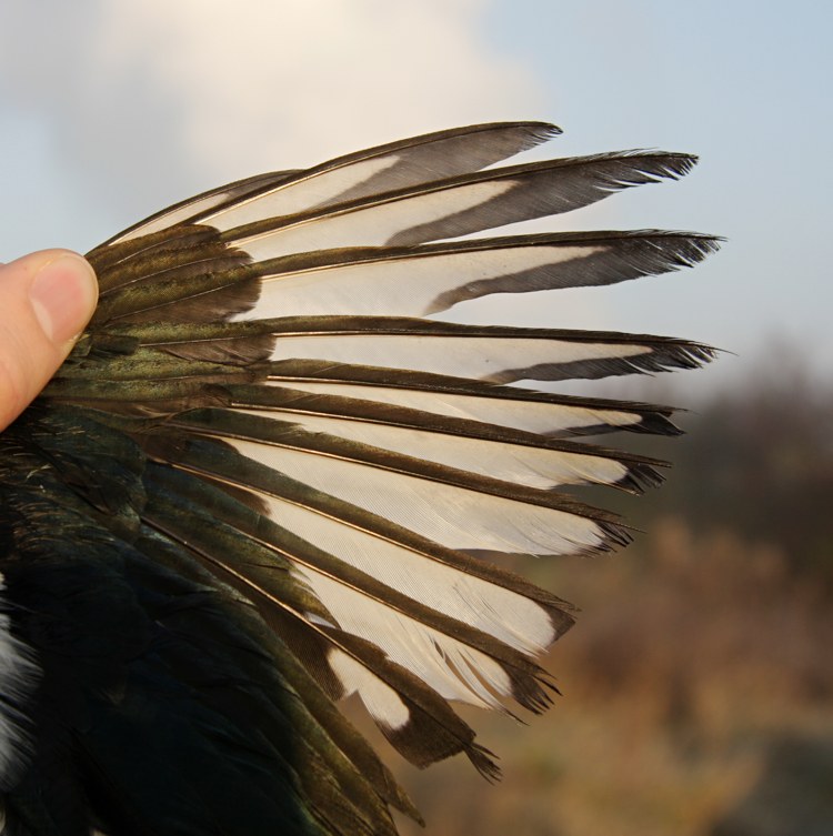 [Magpie02.jpg]