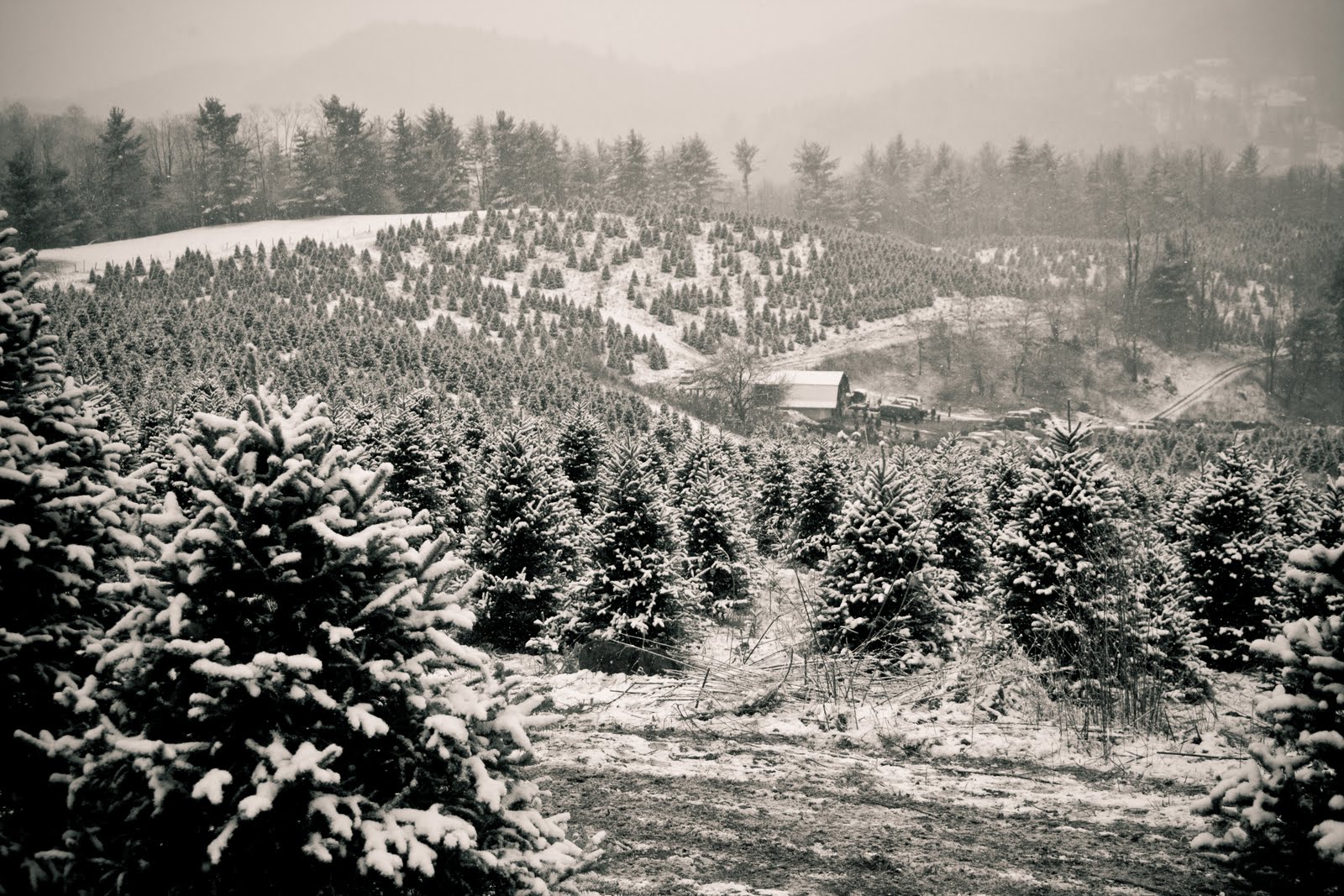 [Tree+Trek+2009+(37+of+77).jpg]