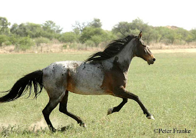 HARAS DE CABALLOS PERUANOS haras de caballos peruanos: