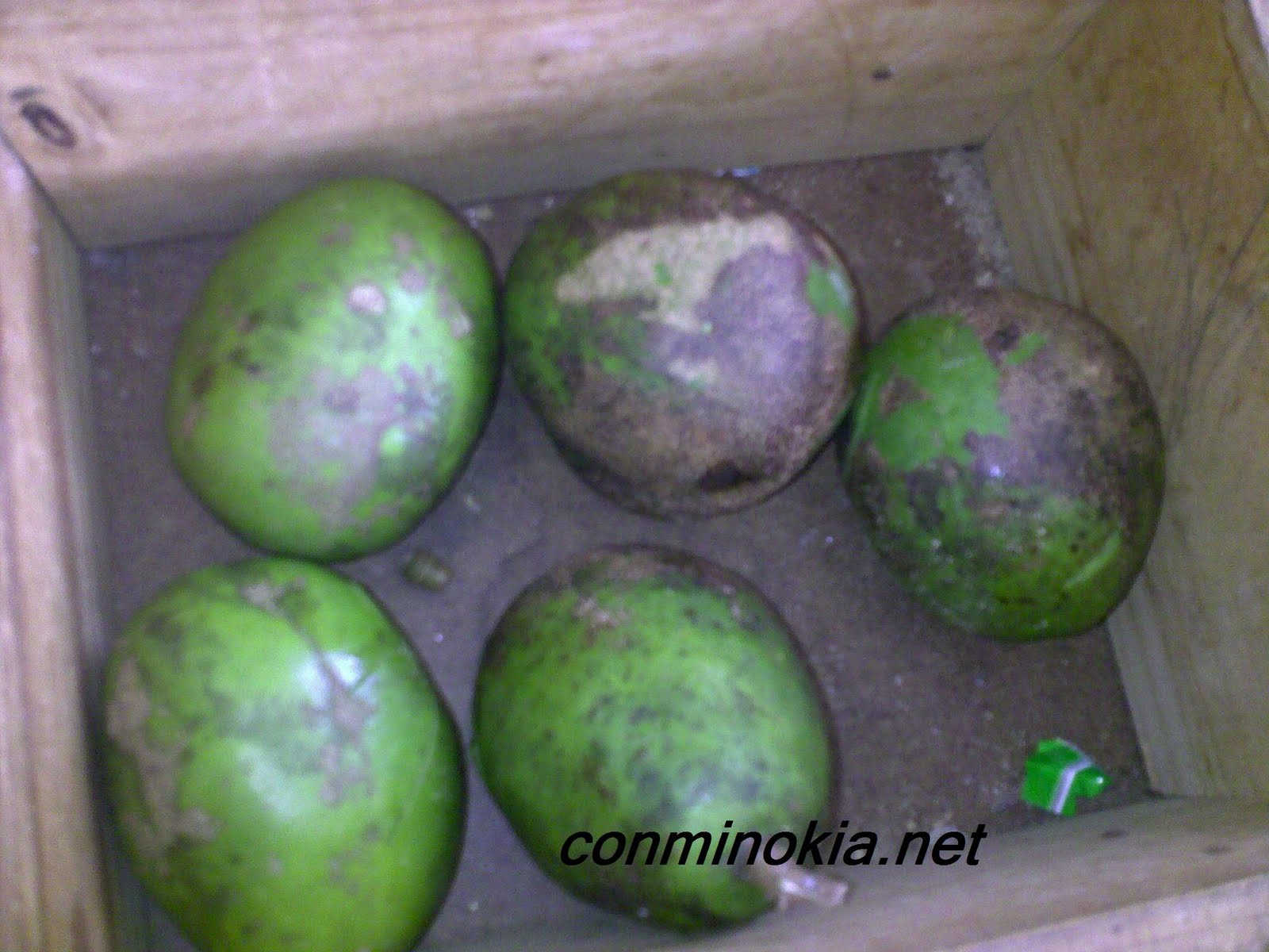 Manzana+De+Oro+Fruta Manzana De Oro http://conminokia.blogspot.com/2010/09/la-paletera.html