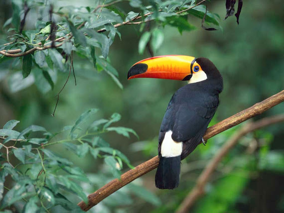 Species Dilindungi Toco Toucan