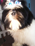 Bruce - Macho Branco/Preto - VENDIDO