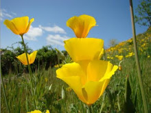 Poppy Meadow