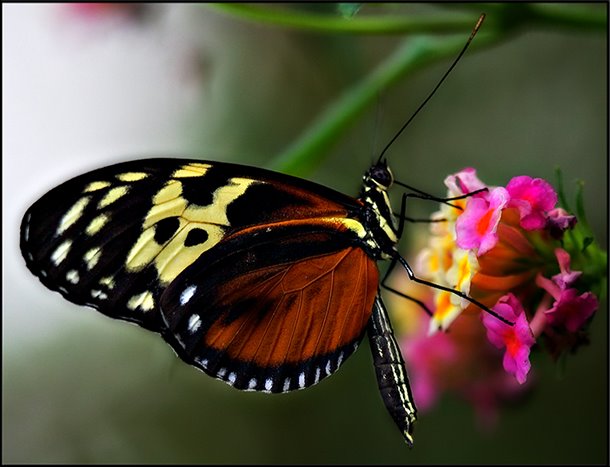 [Borboleta_na_flor.jpg]