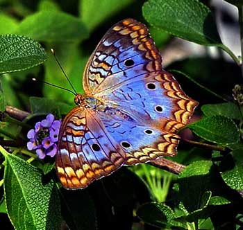 [Borboleta_violeta.jpg]