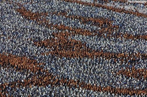 [kingpenguins003cj5.jpg]