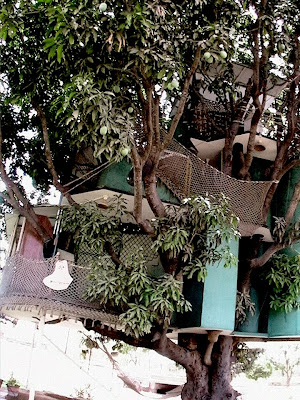 house on a mango tree pics