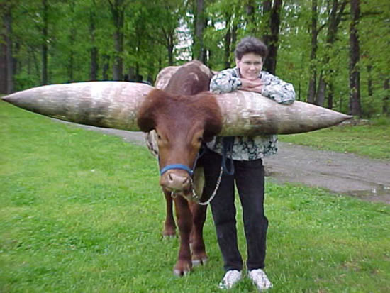 largest horns pics