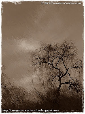 © Cristian Ion
