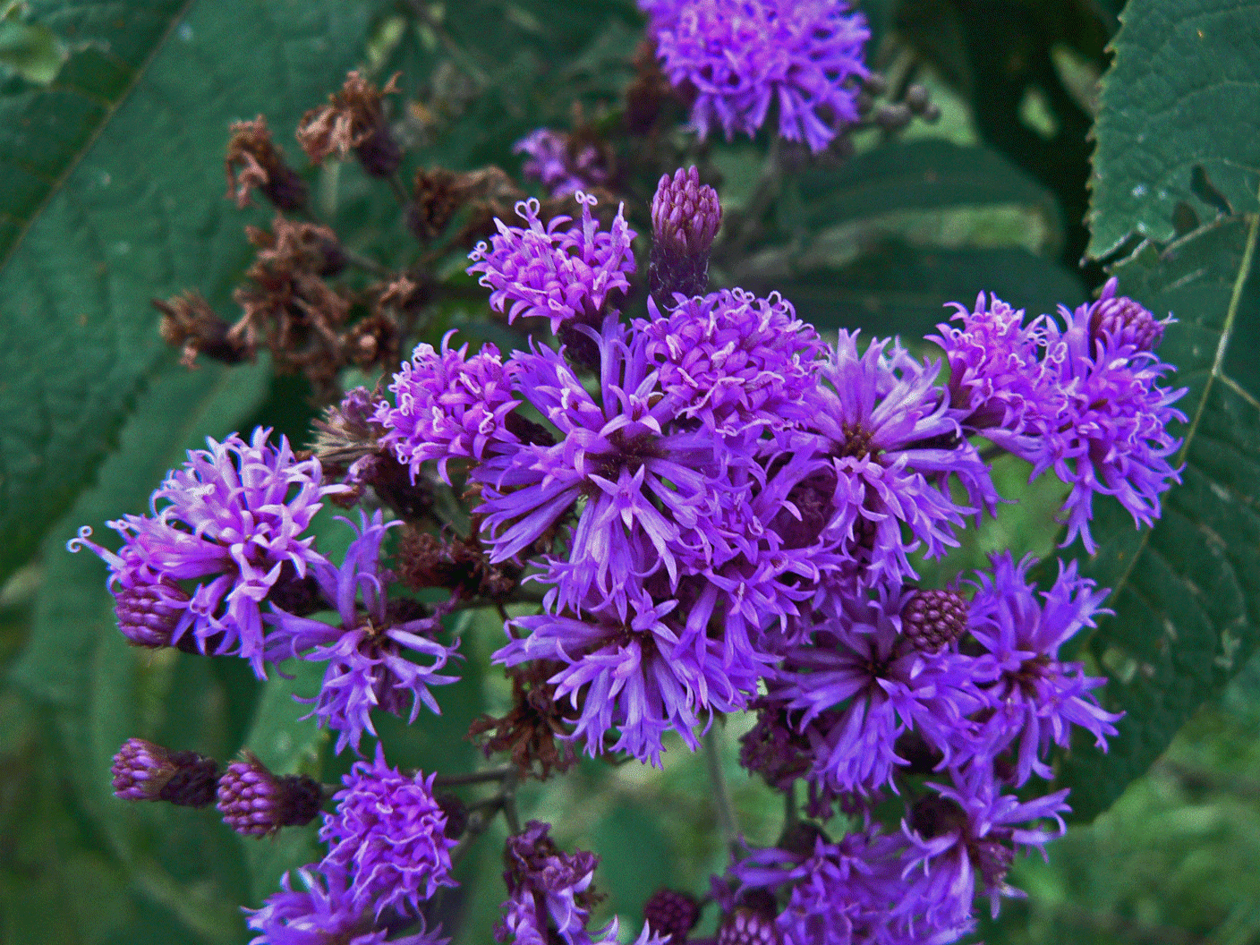 Tennessee Wildflowers What's That Purple Flower Out There?