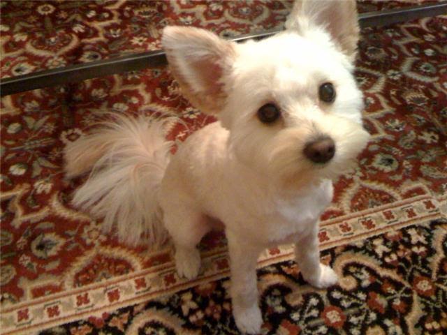 Dog Knoted Girl Tube Dog Knoted Girl Tube