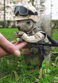 [animals.png]