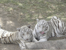 White Tigers - SA
