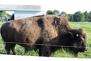 Buffy the Buffalo