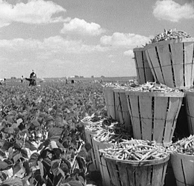 Children of the dust essay