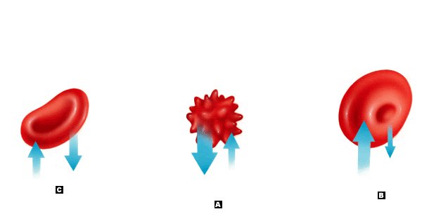 bioloisaac Tonicidad