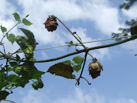Burnt Cascade Cones