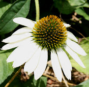 White Swan Echinacea