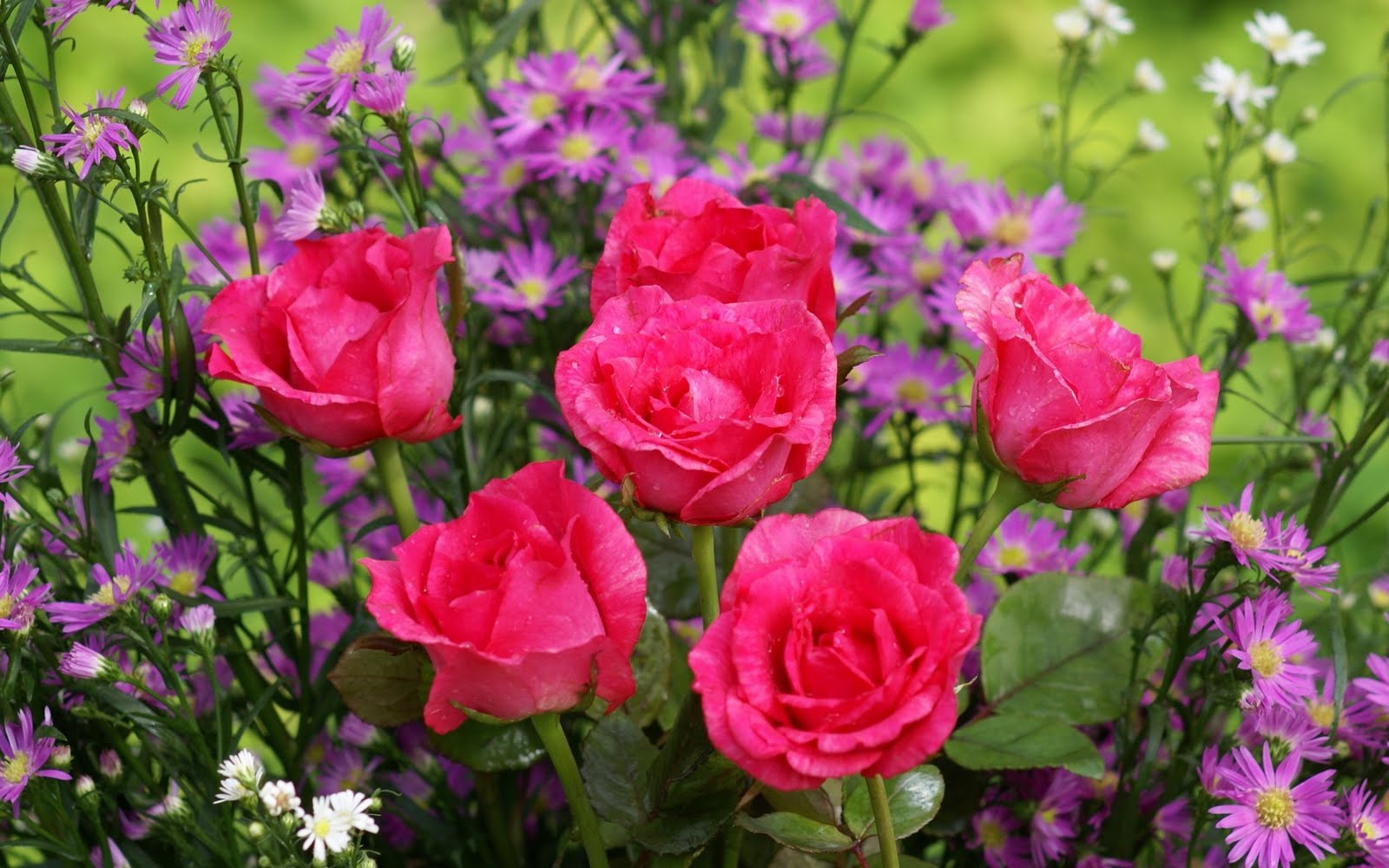 http://4.bp.blogspot.com/_BEyQraI-KQQ/SxSw_lS3bII/AAAAAAAADtc/7pwdaS5jX9I/s1600/pink_roses-dsc02118-a1.jpg